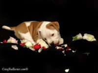 Staffordshire Bull Terrier - litter A