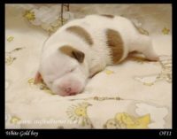 Staffordshire Bull Terrier - litter A