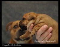 Staffordshire Bull Terrier - litter A