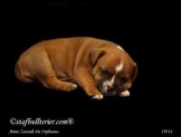 Staffordshire Bull Terrier - litter A