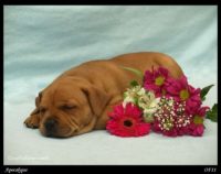 Staffordshire Bull Terrier - litter A