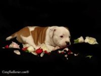 Staffordshire Bull Terrier - litter A