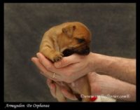 Staffordshire Bull Terrier - litter A