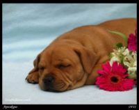 Staffordshire Bull Terrier - litter A