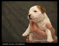 Staffordshire Bull Terrier - litter A