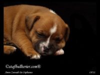 Staffordshire Bull Terrier - litter A