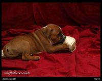 Staffordshire Bull Terrier - litter A