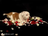 Staffordshire Bull Terrier - litter A