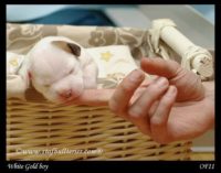 Staffordshire Bull Terrier - litter A