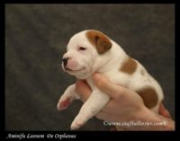 Staffordshire Bull Terrier - litter A