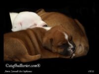 Staffordshire Bull Terrier - litter A