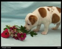 Staffordshire Bull Terrier - litter A