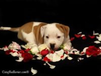 Staffordshire Bull Terrier - litter A