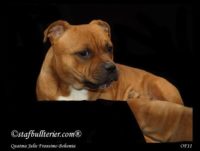 Staffordshire Bull Terrier - litter A