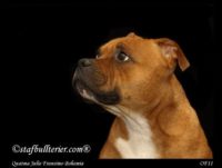 Staffordshire Bull Terrier - litter A