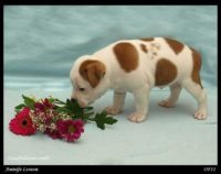 Staffordshire Bull Terrier - litter A