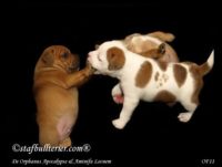 Staffordshire Bull Terrier - litter A