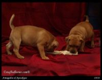 Staffordshire Bull Terrier - litter A