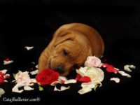 Staffordshire Bull Terrier - litter A