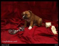 Staffordshire Bull Terrier - litter A