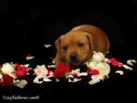 Staffordshire Bull Terrier - litter A