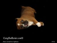 Staffordshire Bull Terrier - litter A