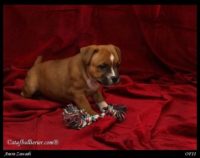 Staffordshire Bull Terrier - litter A