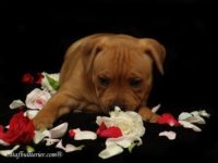 Staffordshire Bull Terrier - litter A