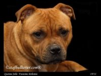 Staffordshire Bull Terrier - litter A