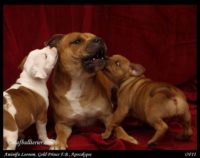 Staffordshire Bull Terrier - litter A