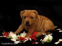 Staffordshire Bull Terrier - litter A