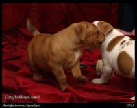 Staffordshire Bull Terrier – litter A