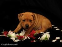 Staffordshire Bull Terrier - litter A