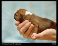 Staffordshire Bull Terrier - litter A