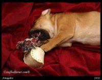 Staffordshire Bull Terrier – litter A