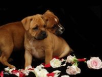 Staffordshire Bull Terrier - litter A