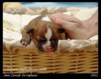 Staffordshire Bull Terrier - litter A