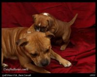 Staffordshire Bull Terrier - litter A