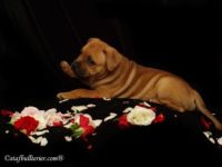 Staffordshire Bull Terrier - litter A