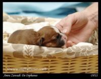 Staffordshire Bull Terrier - litter A