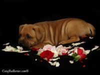 Staffordshire Bull Terrier - litter A