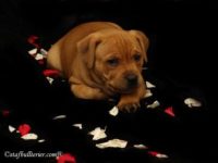 Staffordshire Bull Terrier - litter A