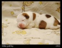 Staffordshire Bull Terrier - litter A