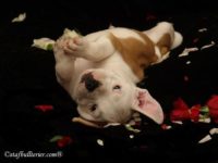 Staffordshire Bull Terrier - litter A