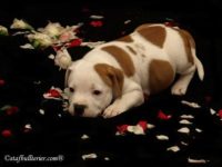 Staffordshire Bull Terrier - litter A