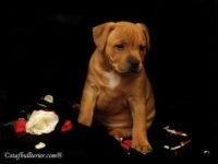 Staffordshire Bull Terrier - litter A