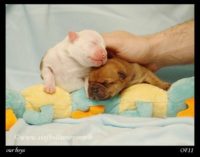 Staffordshire Bull Terrier - litter A