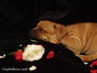 Staffordshire Bull Terrier - litter A