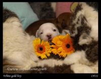 Staffordshire Bull Terrier - litter A