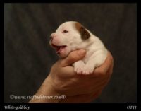 Staffordshire Bull Terrier - litter A